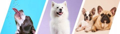 2Dog Cygara JELEŃ 7 szt 2Dog Cygara JELEŃ 7 szt