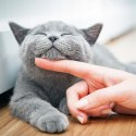 Deer Cat dzik i kaczka 400g