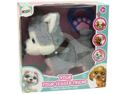 LEAN Toys Pluszowy Piesek Husky Interaktywny Edukacyjny Smycz Piosenki Chodzi