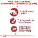 Royal Canin ROYAL CANIN FHN Instinctive w galaretce - mokra karma dla kota dorosłego - 12x85g