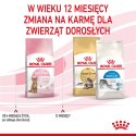 Royal Canin ROYAL CANIN Kitten Sterilised 3,5kg