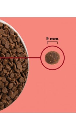 ACANA ACANA Highest Protein Indoor Cat 4,5kg
