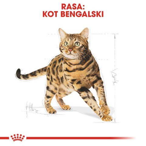 Royal Canin ROYAL CANIN Bengal Adult - sucha karma dla dorosłego kota - 10 kg Royal Canin ROYAL CANIN Bengal Adult - sucha karma dla dorosłego kota - 10 kg