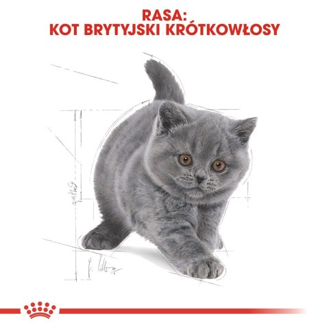 Royal Canin Royal Canin FBN British Shorthair Kitten - sucha karma dla kociąt - 2 kg Royal Canin Royal Canin FBN British Shorthair Kitten - sucha karma dla kociąt - 2 kg