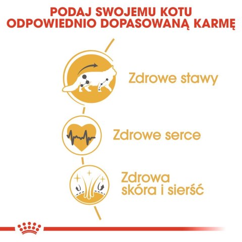 Royal Canin Royal Canin FBN Maine Coon Adult - sucha karma dla kota dorosłego - 4kg Royal Canin Royal Canin FBN Maine Coon Adult - sucha karma dla kota dorosłego - 4kg