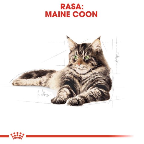 Royal Canin Royal Canin FBN Maine Coon Adult - sucha karma dla kota dorosłego - 4kg Royal Canin Royal Canin FBN Maine Coon Adult - sucha karma dla kota dorosłego - 4kg
