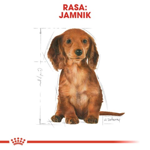 Royal Canin ROYAL CANIN BHN Dachshund Puppy - sucha karma dla szczeniąt - 1,5kg Royal Canin ROYAL CANIN BHN Dachshund Puppy - sucha karma dla szczeniąt - 1,5kg