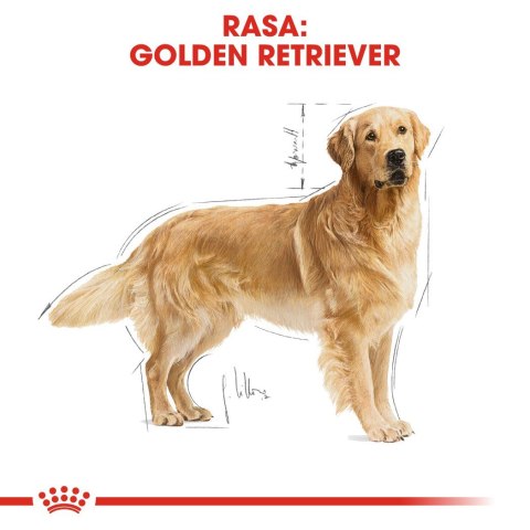 Royal Canin ROYAL CANIN BHN Golden Retriever - sucha karma dla psa dorosłego - 12 kg Royal Canin ROYAL CANIN BHN Golden Retriever - sucha karma dla psa dorosłego - 12 kg