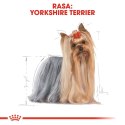 Royal Canin ROYAL CANIN BHN Yorkshire Terrier Adult - sucha karma dla psa - 3 kg