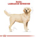 Royal Canin ROYAL CANIN BHN Labrador Retriever Adult - sucha karma dla psa dorosłego - 12 kg