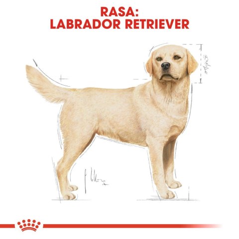 Royal Canin ROYAL CANIN BHN Labrador Retriever Adult - sucha karma dla psa dorosłego - 12 kg Royal Canin ROYAL CANIN BHN Labrador Retriever Adult - sucha karma dla psa dorosłego - 12 kg