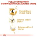 Royal Canin ROYAL CANIN BHN Labrador Retriever Adult - sucha karma dla psa dorosłego - 12 kg