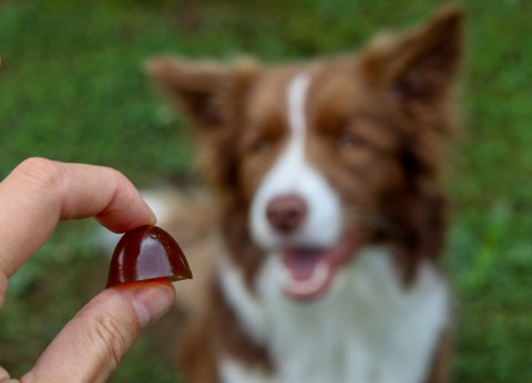 CONTIPRO GELOREN Small Dog Suplement dla psa - 180g CONTIPRO GELOREN Small Dog Suplement dla psa - 180g