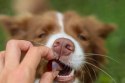 CONTIPRO GELOREN Small Dog Suplement dla psa - 180g