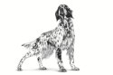 Royal Canin Royal Canin Veterinary Renal - sucha karma dla psa - 2 kg