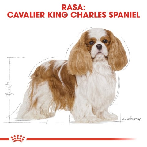 Royal Canin ROYAL CANIN BHN Cavalier King Charles Spaniel Adult - sucha karma dla psa dorosłego - 1,5kg Royal Canin ROYAL CANIN BHN Cavalier King Charles Spaniel Adult - sucha karma dla psa dorosłego - 1,5kg
