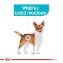 Royal Canin ROYAL CANIN CCN Urinary Care Loaf - mokra karma dla psa dorosłego - 12x85g
