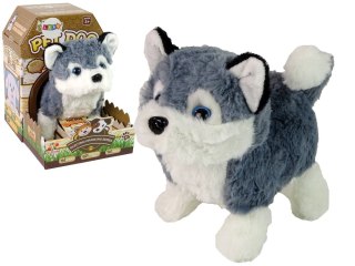 LEAN Toys Interaktywna Maskotka Pies Husky Chodzi Porusza Ogonem Dźwięk