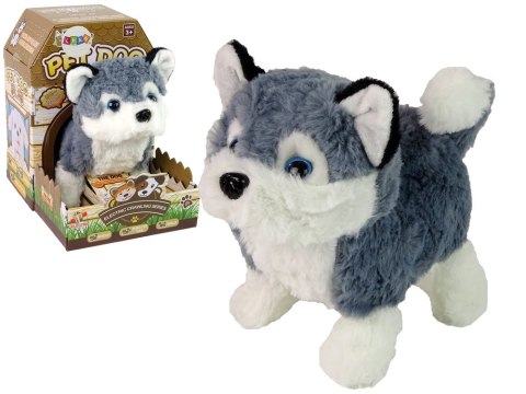LEAN Toys Interaktywna Maskotka Pies Husky Chodzi Porusza Ogonem Dźwięk