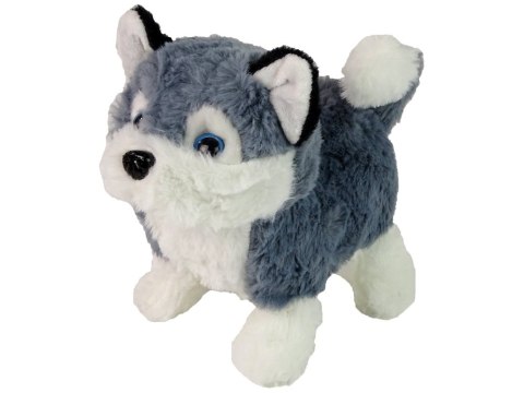 LEAN Toys Interaktywna Maskotka Pies Husky Chodzi Porusza Ogonem Dźwięk