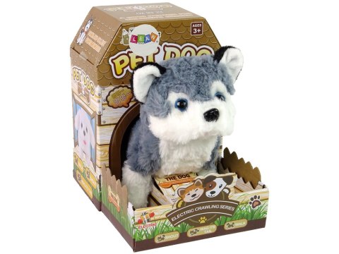 LEAN Toys Interaktywna Maskotka Pies Husky Chodzi Porusza Ogonem Dźwięk