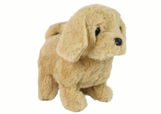 LEAN Toys Chodzący Piesek Zabawka Interaktywna Szczekający Beżowy
