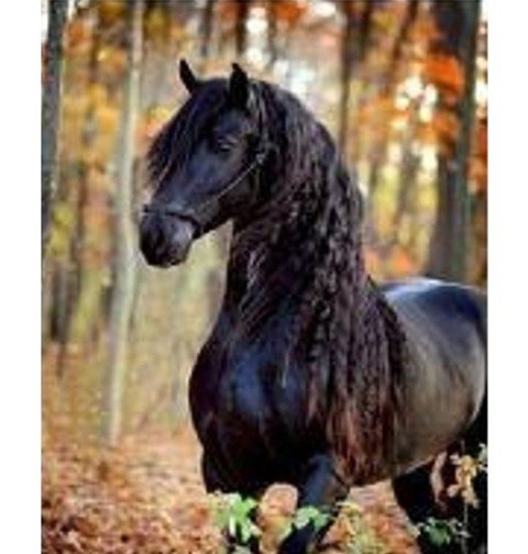 Diamentowa mozaika - Czarny koń