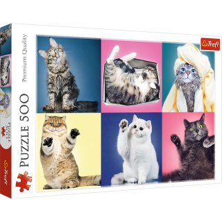 Puzzle - 500 - Kociaki - Trefl 37377